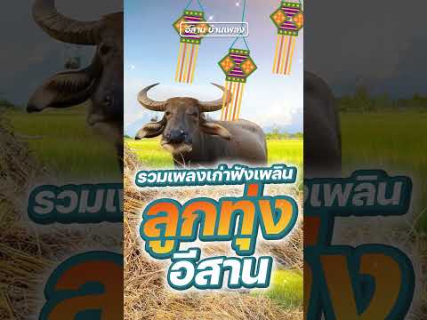 รวมเพลงเก่าฟังเพลินลูกทุ่งอีส