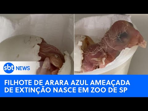 Filhote de arara azul ameaçada de extinção nasce em Zoo de São Paulo