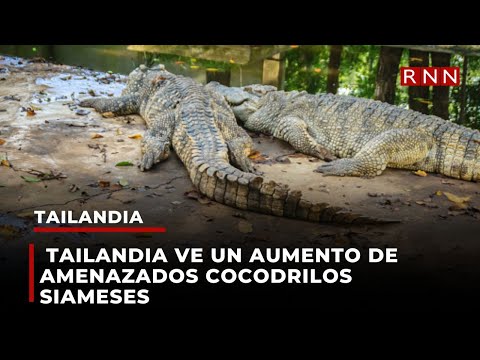 Tailandia ve un aumento de amenazados cocodrilos siameses en su mayor lago de agua dulce