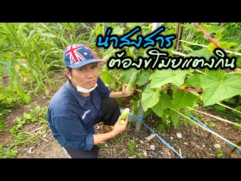 น่าสงสาร-ต้องขโมยแตงกิน-ปลูกแต น่าสงสาร-ต้องขโมยแตงกิน-ปลูกแต