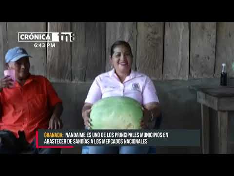 Nandaimeños contentos por los buenos precios y la producción de sandía - Nicaragua