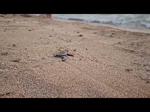 Baby sea turtles released from South Lebanon into Mediterranean sea as hatching season starts