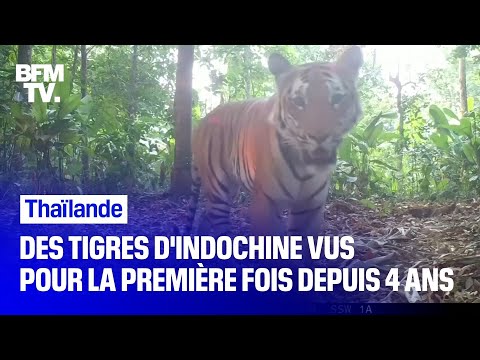 Des images rares de tigres d'Indochine tournées par une ONG en Thaïlande