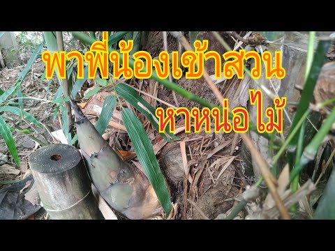 หาหน่อไม้ หาหน่อไม้