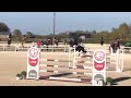 Show jumping horse Zwarte 11 jarige hengst