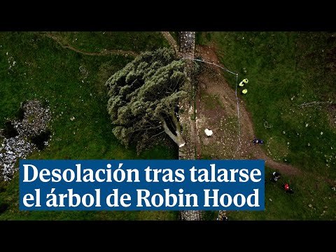 Desolación en Inglaterra tras talarse el árbol de Robin Hood