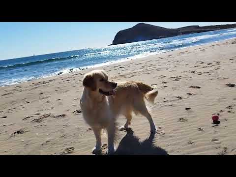 Lola en la playa de los Genoveses en el Cabo de Gata cerca de San José