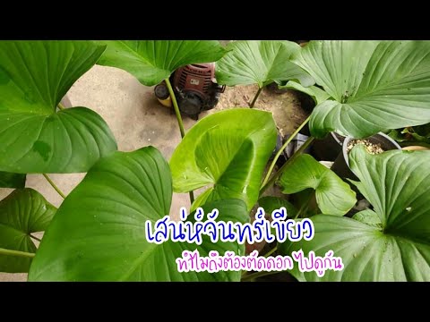 เสน่ห์จันทร์เขียวทำไมถึงต้องตั เสน่ห์จันทร์เขียวทำไมถึงต้องตั