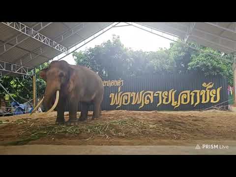 การถ่ายทอดสดของElephantstor