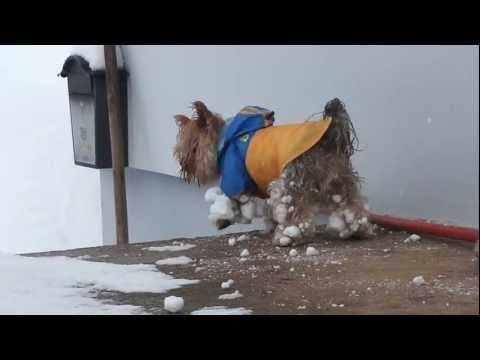 Video: Sniego džiaugsmas! O nooo - 