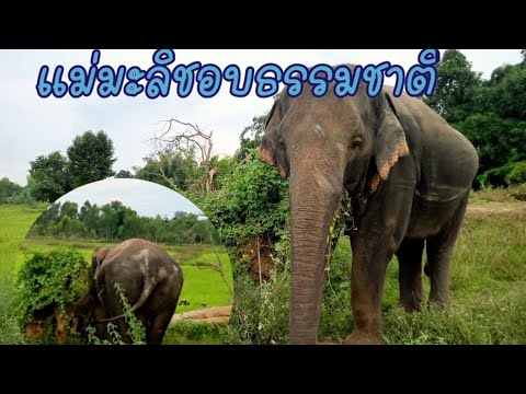วิ่งๆ-ถูๆ-แม่มะลิชอบ🥰🐘 วิ่งๆ-ถูๆ-แม่มะลิชอบ🥰🐘