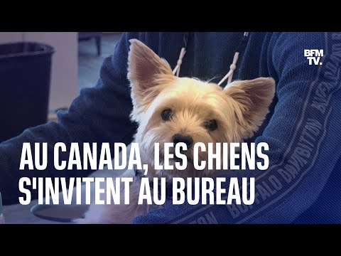 Dans une entreprise canadienne, les chiens s'invitent au bureau de leur maître
