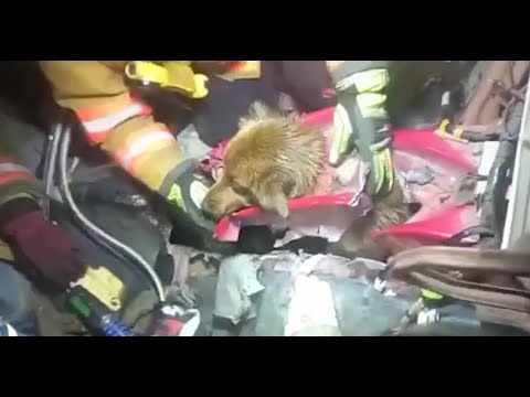 Miles de mascotas salvadas en accidentes
