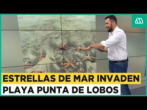 Estrellas de mar invaden playa chilena: Varazón se habría producido debido a las marejadas