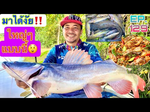 มาได้งัย‼️ใหญ่ๆแบบนี้😲🎣ตกปลาก