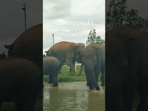 ความสุขของช้างช้างแสนรู้บ้าน