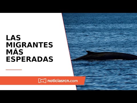 Ballenas, las migrantes más esperadas en el Pacífico colombiano