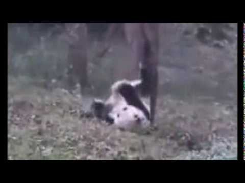 Video: Just dance, - like Panda 