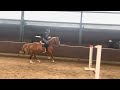 حصان القفز 4jarige merrie ( Kallmar VDL & Numero Uno )