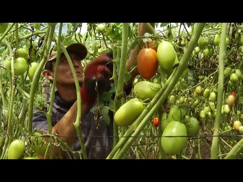 Producción de hortalizas en Osicala