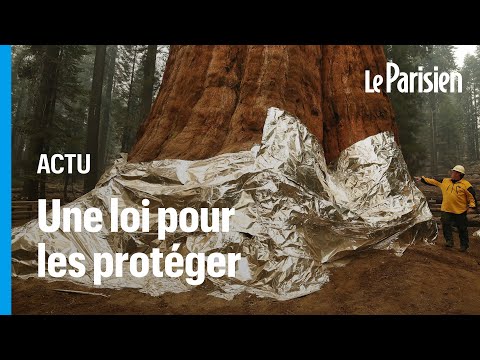 Séquoias californiens emballés avec «du papier aluminium» : le gouverneur promet plus de moyens