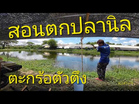 Lets go Fishing Thailand ตกปลานิลบ่อกึ่งธรรมชาติสอนวิธีตกปลานิลตะกร้อวิ่งตัวตึงLGFT37