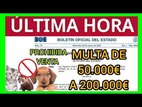 QUEDA PROHIBIDO VENDER GATOS PERROS Y HURONES DESDE LAS 00:00H