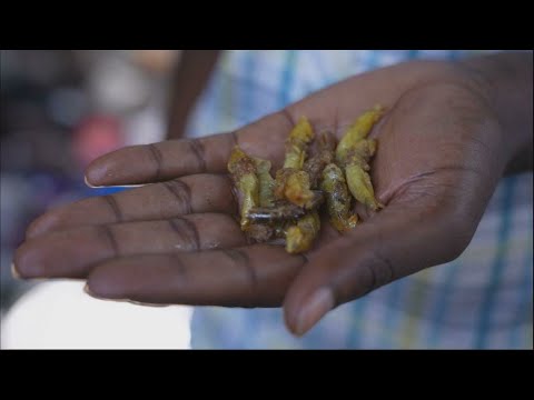 Saltamontes, un manjar nutritivo, popular y lucrativo en Uganda • FRANCE 24 Español