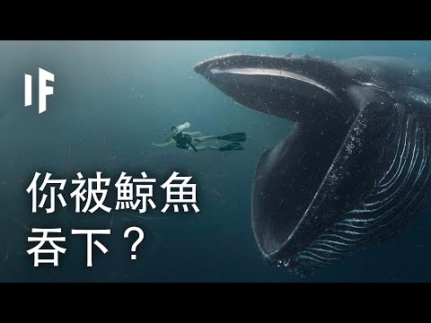 如果你被鯨魚吞下？| 大膽科學