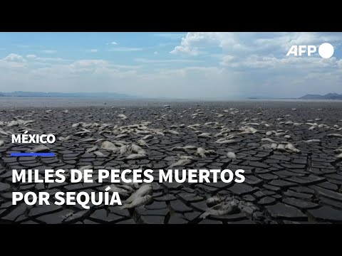 Mueren miles de peces en laguna afectada por sequía en norte de México | AFP