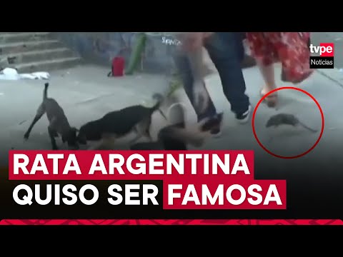 Argentina: una rata interrumpió rueda de prensa del alcalde de Buenos Aires