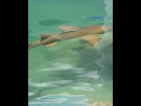 Tiburón en la marina de South Point en Miami Beach