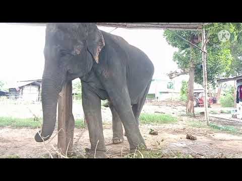 ช่วยสนับสนุนอาหารน้องรุ่งเรือง ช่วยสนับสนุนอาหารน้องรุ่งเรือง