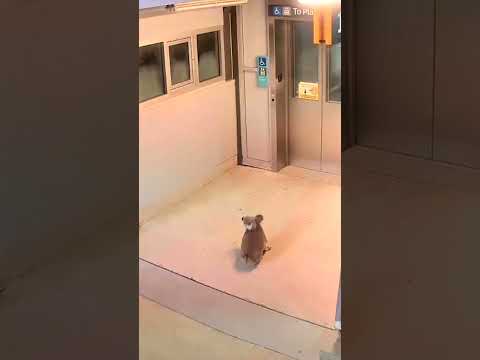 Un koala se pasea por una estación de tren en Australia #shorts