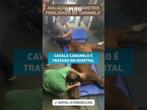 Cavalo Caramelo é tratado em hospital veterinário depois de ser resgatado no Rio Grande do Sul