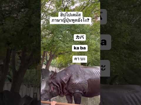 ฮิปโปเตมัสในภาษาญี่ปุ่นพูดยัง