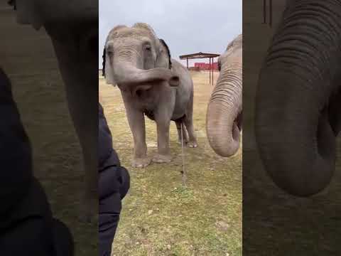 DAVID ALABA Y SU FAMILIA PASAN UN DÍA EN EL SAFARI DE MADRDI | Diario AS