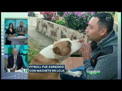 Perro de raza pitbull fue agredido con machete en Loja