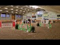 Show jumping horse Stunning rising 7yo mare by Zirocco Blue