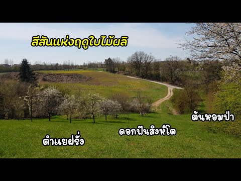 พาเดินเล่น-ชมบรรยากาศแถวบ้าน-| พาเดินเล่น-ชมบรรยากาศแถวบ้าน-|