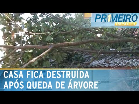 Residência é atingida por árvore após forte ventania no RJ | Primeiro Impacto (19/04/24)