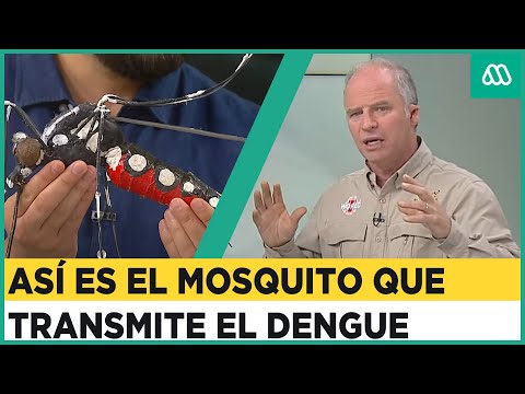 Alerta en Chile por Dengue: Así es el mosquito que lo transmite