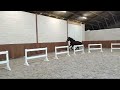 Show jumping horse Zeer goed 3-jarig springpaard te koop