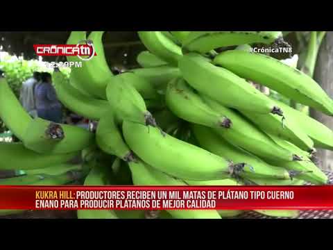 Lanzamiento regional de vitro plantas de plátano en Kukra Hill - Nicaragua