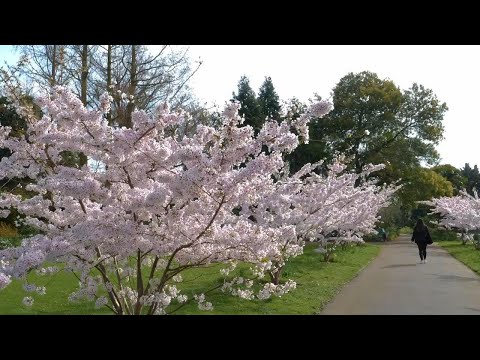 Cherry blossom heralds spring time in London