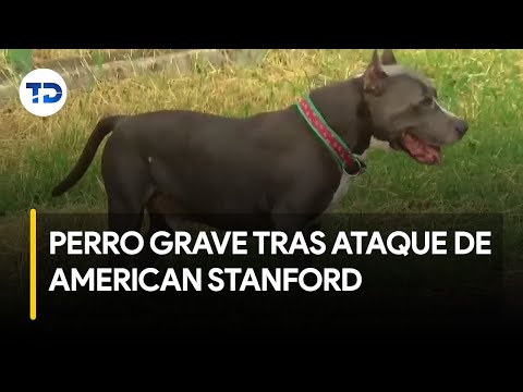 Mascota resulta herida tras ser atacada por dos perros American Stanford