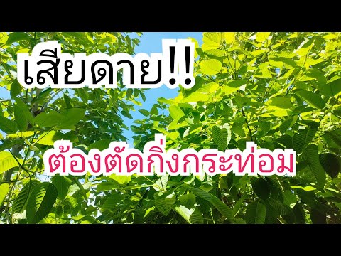 ต้นกระท่อมโตเร็วออกไปหาเพื่อนบ