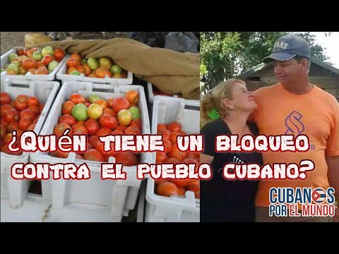 ¿Dónde está el bloqueo Campesino cubano denuncia como se perdieron 400 quintales de tomate