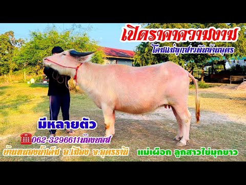 เปิดราคาความงามโคมแม่ลูกสาวพั