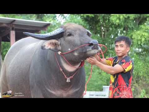 อัปเดทสถานะล่าสุดเจ้ามนต์แคน